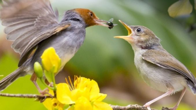 Zum Valentinstag am 14. Februar gibt der NABU einen Einblick in die Frühlingsgefühle einiger Vogelarten