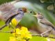 Zum Valentinstag am 14. Februar gibt der NABU einen Einblick in die Frühlingsgefühle einiger Vogelarten
