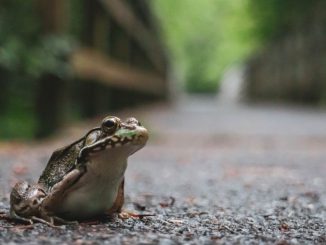 NABU bittet Autofahrer um Vorsicht: Kröten und Frösche sind unterwegs / Amphibienwanderung ist gestartet / Helfer für die Krötenzäune gesucht