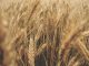 Weizen in Niedersachsen - Erntemengen und Handelsvolumen im Jahr 2021
