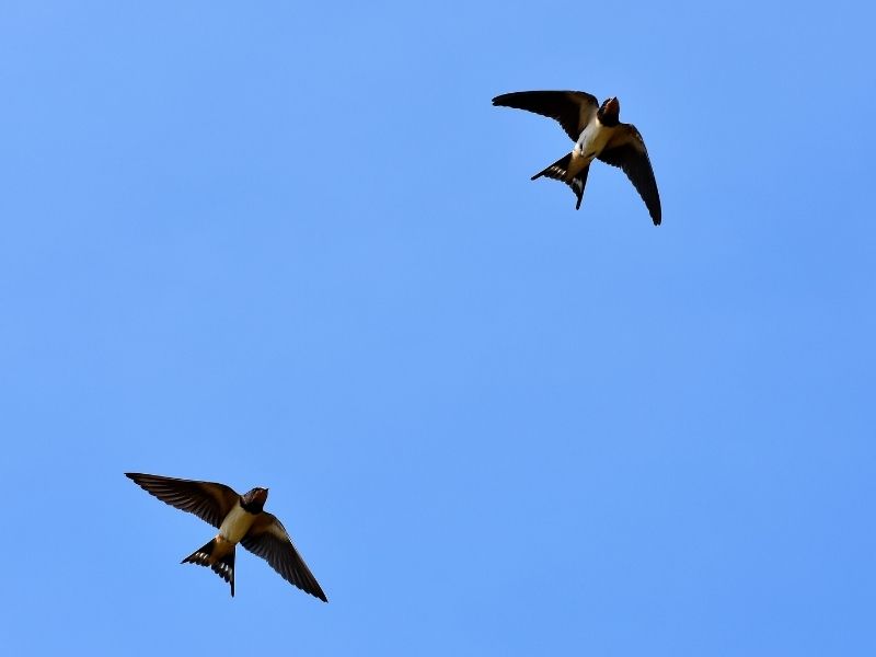 NABU: Schwalben künden vom nahenden Sommer