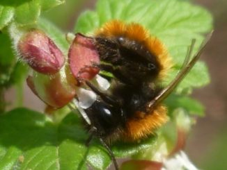 Wildbienen kommen mit der Frühjahrssonne wieder aus ihren Winterquartieren