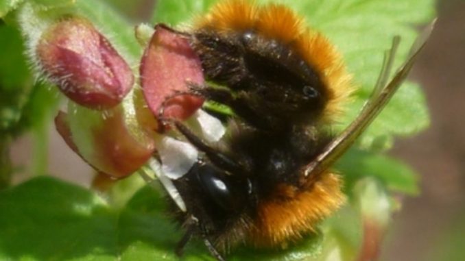 Wildbienen kommen mit der Frühjahrssonne wieder aus ihren Winterquartieren