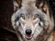 NABU zeigt, wo in Europa Wölfe leben