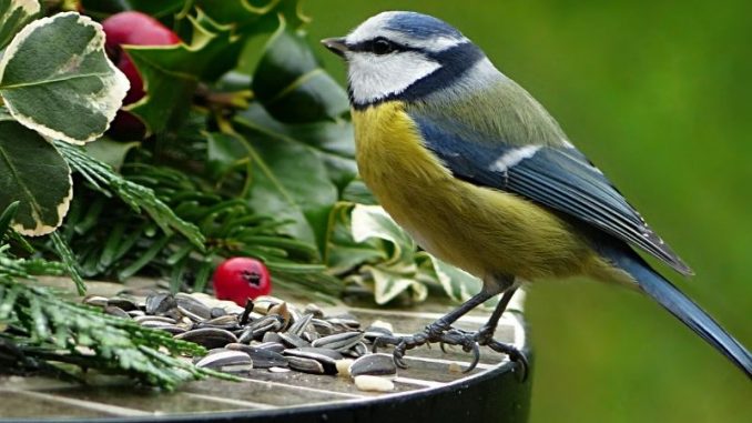 NABU und LBV: Wer singt denn da in Gärten und Parks? Vom 13. bis 15. Mai findet die "Stunde der Gartenvögel" statt