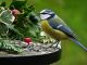 NABU und LBV: Wer singt denn da in Gärten und Parks? Vom 13. bis 15. Mai findet die "Stunde der Gartenvögel" statt