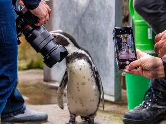 Begehrtes Fotomotiv beim InstaWalk im Zoo am Meer: Humboldtpinguin Copyright: Ulrike Schröder / Erlebnis Bremerhaven GmbH
