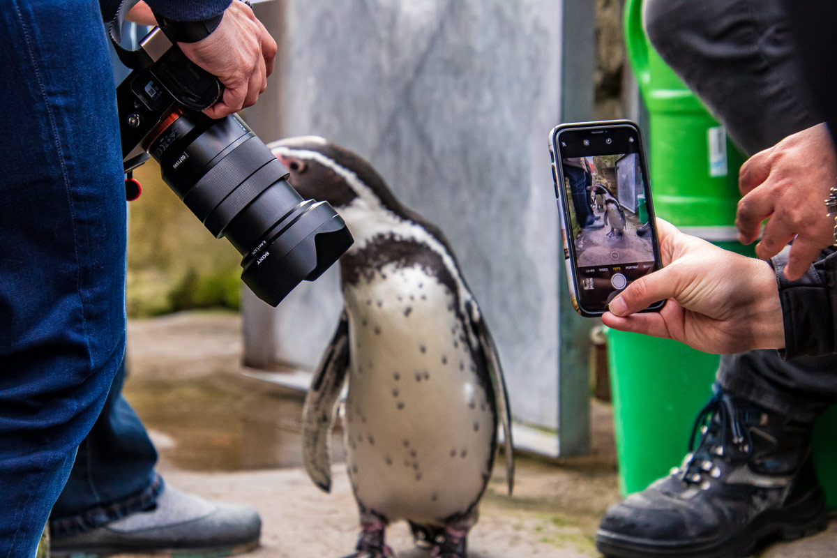 Begehrtes Fotomotiv beim InstaWalk im Zoo am Meer: Humboldtpinguin Copyright: Ulrike Schröder / Erlebnis Bremerhaven GmbH