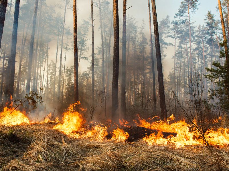 Hitze und Trockenheit: Stadt warnt vor Brandgefahren