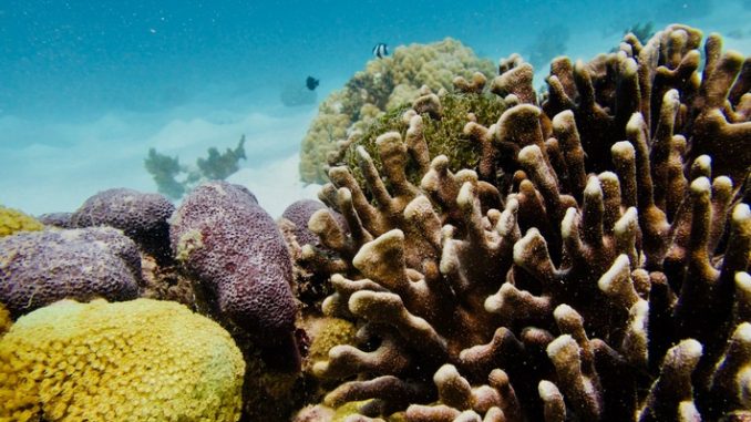 Klimaakademie der Hochschule Bremerhaven: Korallenriffe und Klimawandel