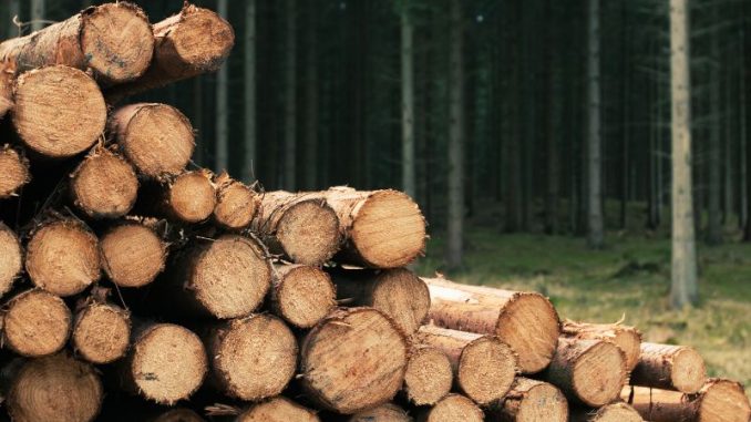 Holz als Rohstoff - gut für das Klima?