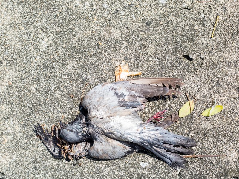 NABU: Vogelgrippe trifft auf Patient Meer