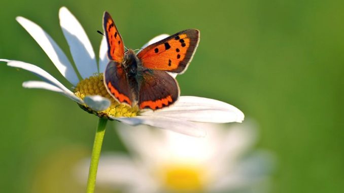 Jeder gesichtete Schmetterling zählt: Deutsche Umwelthilfe startet Mitmach-Aktion und fordert insektenfreundlichere Städte