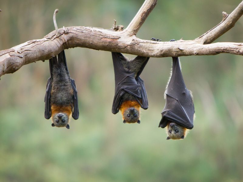 Die Batnight lädt am 27. und 28. August deutschlandweit zu Veranstaltungen ein