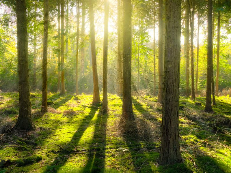 Waldfläche nimmt zu, Flächenverbrauch nimmt ab