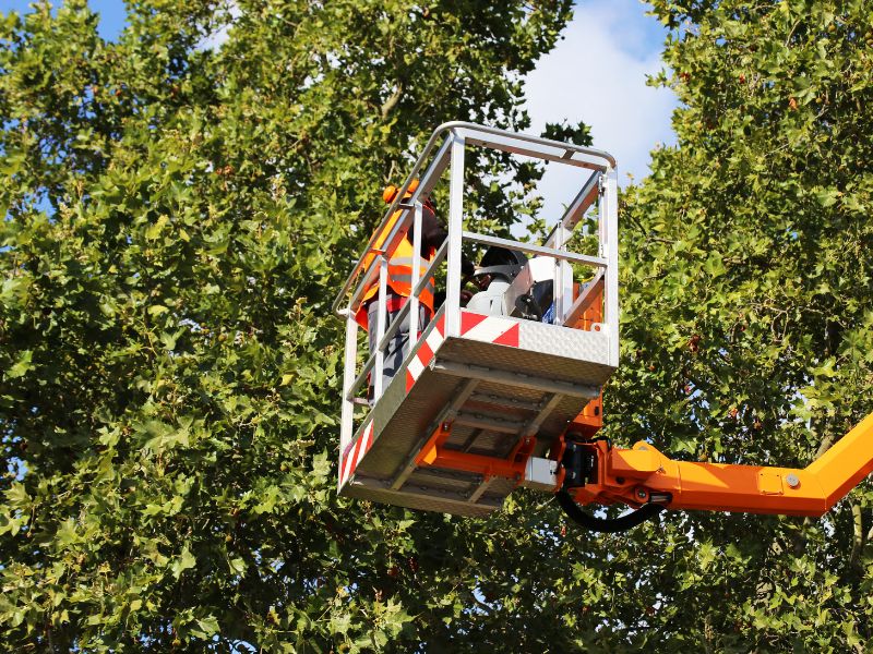 Baumpflegearbeiten im Drögen-Hasen-Weg