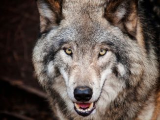 Entscheidung über Ausnahmegenehmigung für Friedeburger Wolfsrudel - Lies kündigt Beschwerde an
