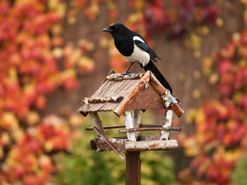 Das Vogelfutterhaus für die gefiederten Freunde