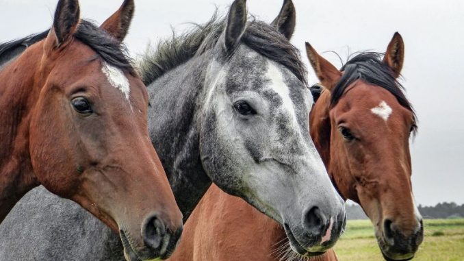 Ernsthaft krank: Die schlimmsten Pferdekrankheiten – Was tun?