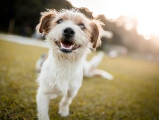 An die Leine: Anleinpflicht für Hunde vom 1. April bis 15. Juli
