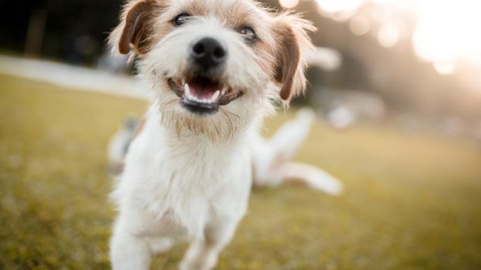 An die Leine: Anleinpflicht für Hunde vom 1. April bis 15. Juli