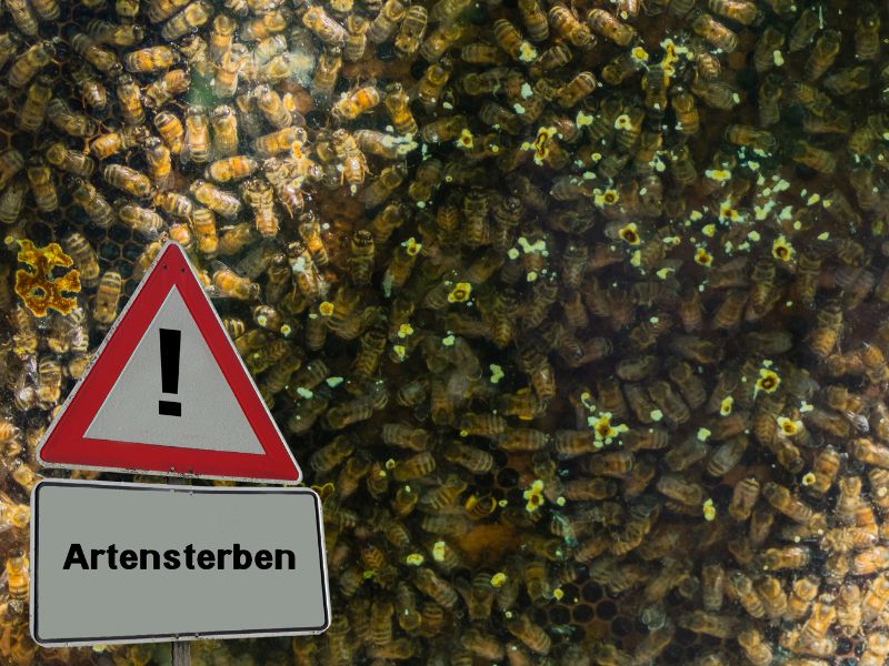 Lokales Artensterben womöglich oft unterschätzt
