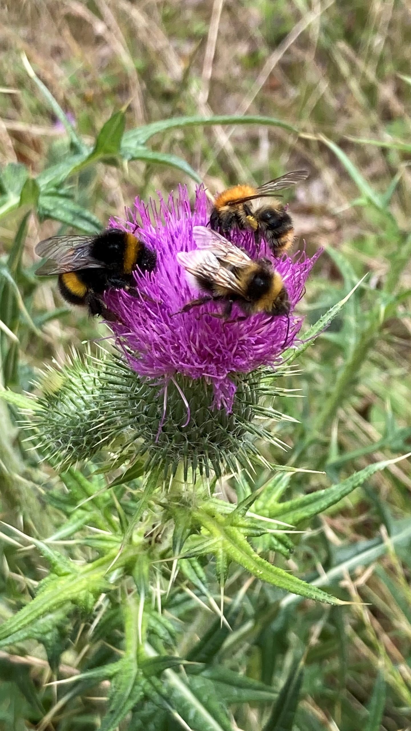 Hummeln und anderen Wildbienen helfen