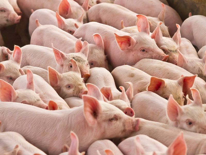 Ein besseres Verständnis für Haltung und Umgang mit Tieren entwickeln