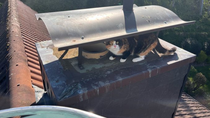 Tierischer Einsatz: Feuerwehr Oldenburg rettet Katze vom Dach