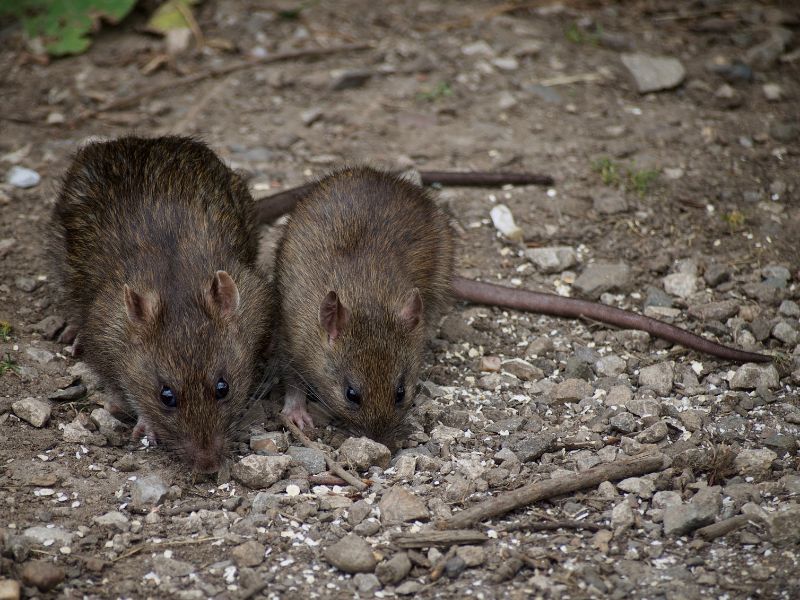 Stadt macht in konzertierter Aktion Ratten den Garaus