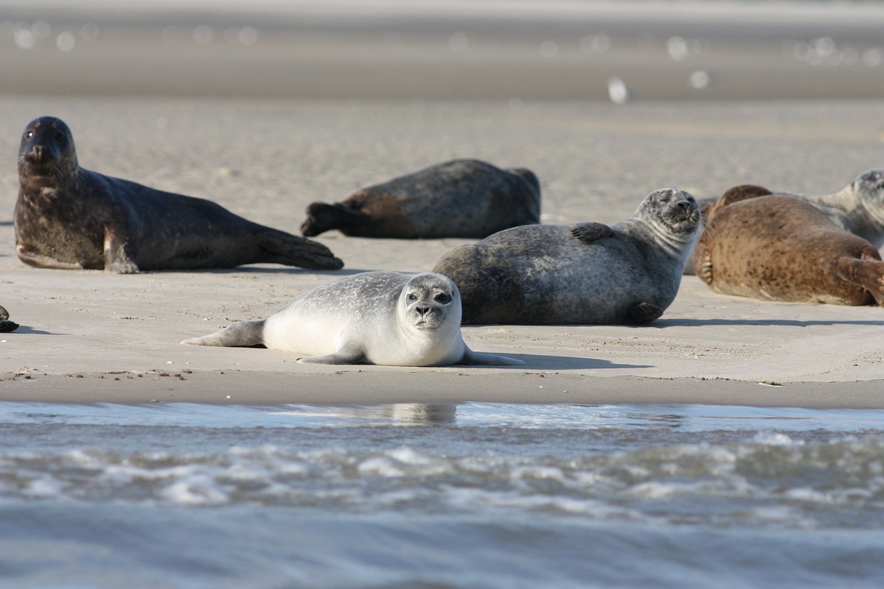 Seehunde im UNESCO Weltnaturerbe Wattenmeer zwischen Ems und Elbe - Bilanz der diesjährigen Zählung