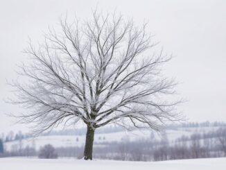 Apfelbaum im Winter