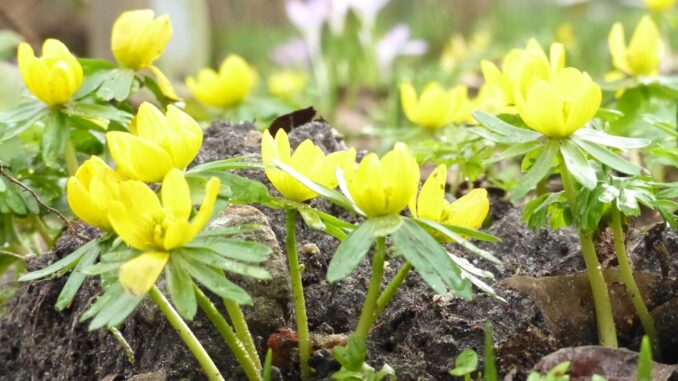 Botanischer Garten startet mit vielfältigem Programm in die neue Gartensaison