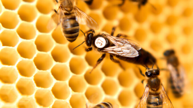 Die Rolle der Königin im Bienenstock: Wie ein Volk organisiert wird